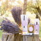 Preview: Lavendel Eau de Toilette 100ml von Durance